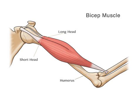 Bicep Muscle Illustration Photograph By Monica Schroeder Pixels