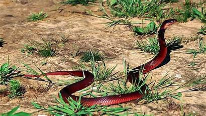 Snake King Wallpapers Cobra Kobra Animals Clipart