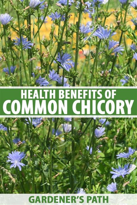 Chicory Health Benefits And Uses Gardeners Path
