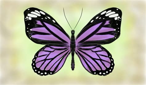 Purple Butterfly Drawing At Getdrawings Free Download