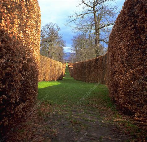 Beech Hedges In Autumn Stock Image B9200068 Science Photo Library