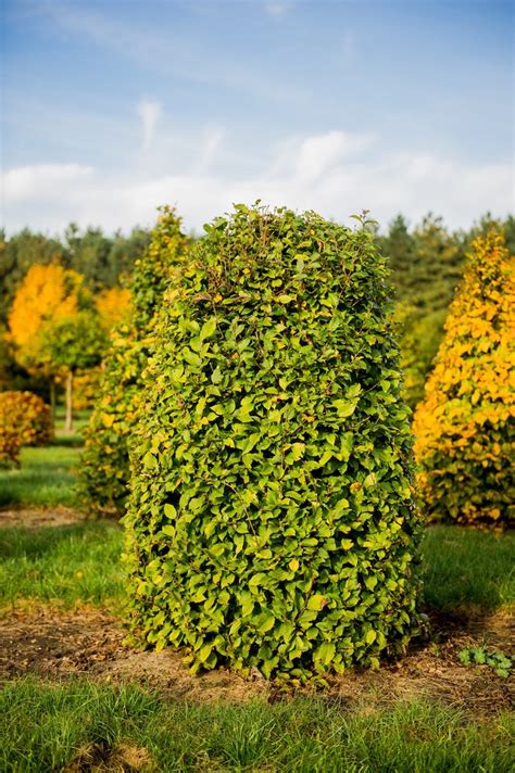 Topiary Shapes Gallery Valley Plants