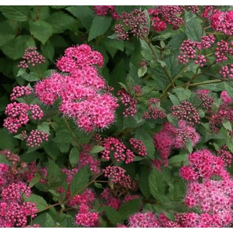 Proven Winners Double Play Pink Spirea Spiraea Live Shrub Pink