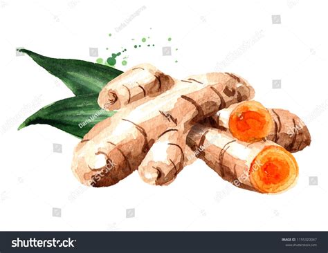 Turmeric Root And Green Leaf Watercolor Hand Drawn Illustration
