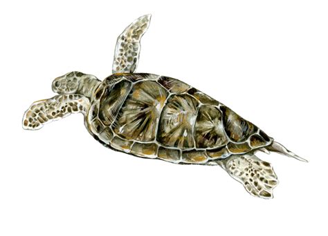 Sea Turtle Illustration