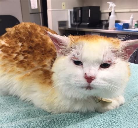 Cat Who Suffered Burns Finds Love And Home With Burn Survivor Love Meow