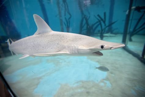 6 Sharks That Could Be Responsible For The North Carolina Attacks Nbc