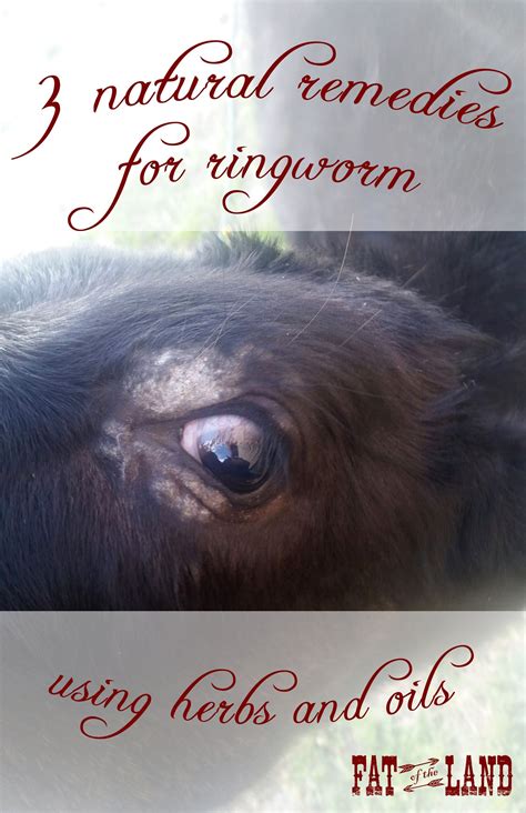 3 Natural Remedies For Ringworm Using Herbs And Oils I Sure Hope You