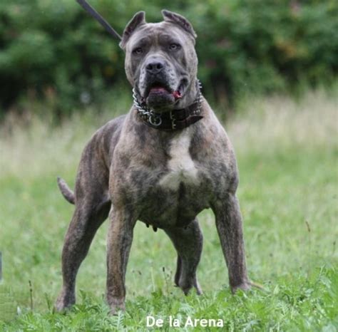 In the united states alone, aggressive dog breeds have been responsible for as many as 35 deaths in people each year. Worlds Most Aggressive Dog Breeds | PetHelpful