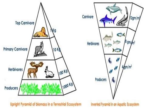 Food Chain Food Web And Ecological Pyramids