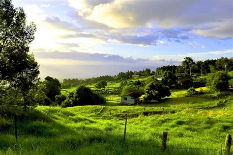 الجانب القطري ، ماوي ، كولا ، هاواي ، طبيعة ، أخضر ، استوائي ، مزرعة