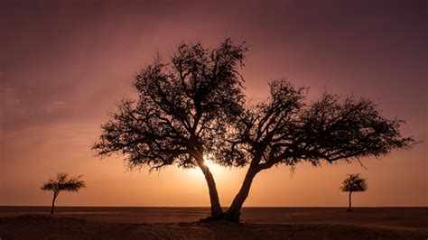 Photoblog Three Trees Oman