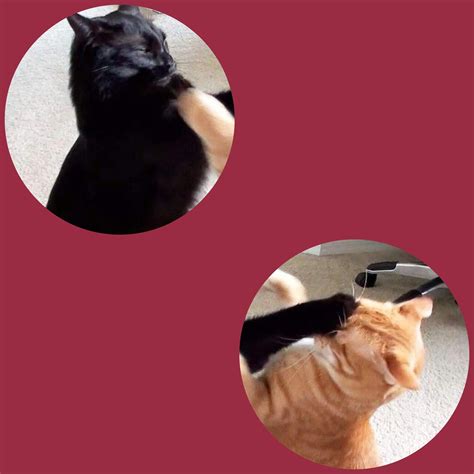 Matching Pfp Aesthetic Cat Matching Icons Canvas Doozy