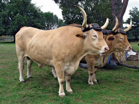 Artificial selection, also known as animal breeding, produces. ox | mammal, Bos taurus | Encyclopedia Britannica