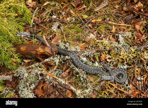 Common European Viper On The Ground Stock Photo Alamy