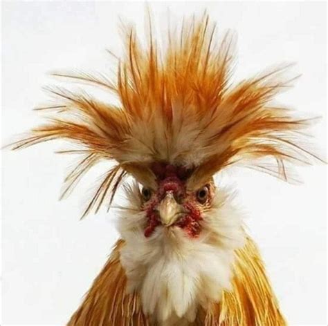 Pin By Countrymouse On Funny Beautiful Chickens Fancy Chickens