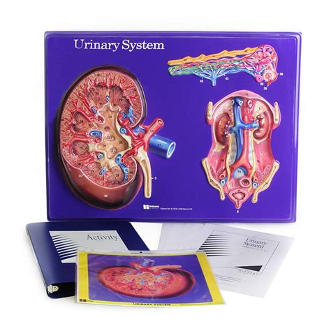 urinary system model activity set urinary system human anatomy biology