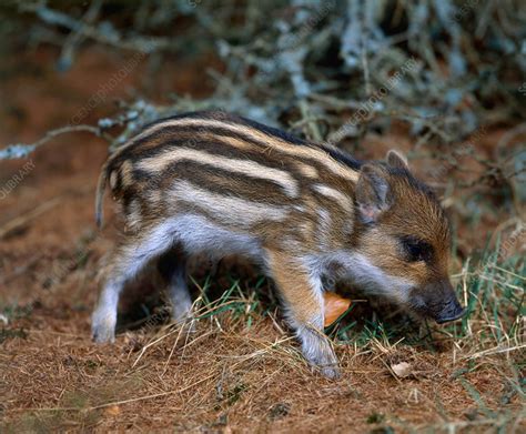 Baby Wild Boar Stock Image C0144138 Science Photo Library