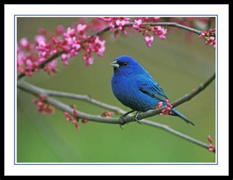 23 Best Images About Birds Ive Seen In Arkansas On Pinterest Indigo