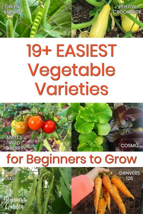 Easiest Vegetables To Grow For Beginners The Beginners Garden Easy