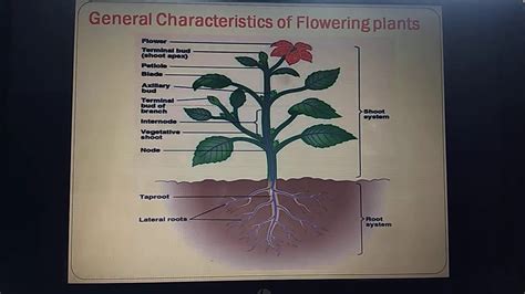 General Characteristics Of Angiosperms Youtube