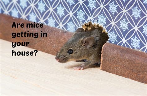 Measuring between 3 and 6mm in length, they look like small, dark grains of rice. Get Rid of Mice in your Crawl Space | Atlantic Foundation and Repair