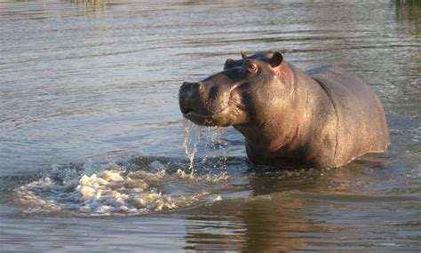 10 Things You Did Not Know About Hippo Ecotraining