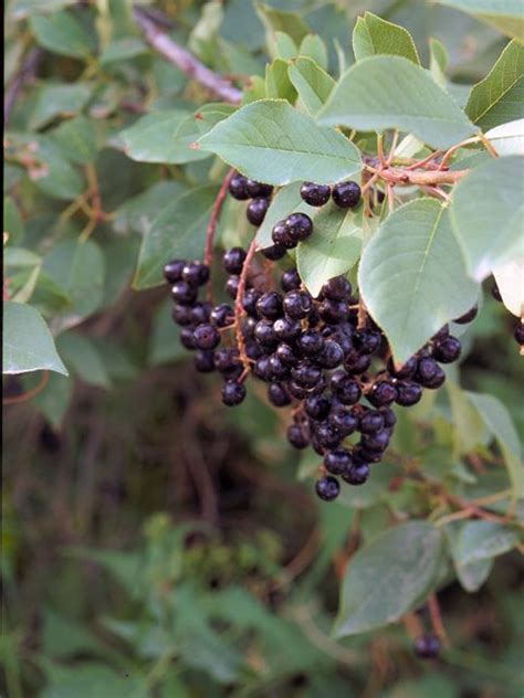 Prunus Virginiana Chokecherry 23961 Edible Pa Berries And Plants
