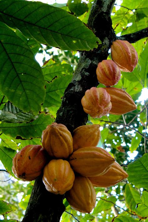 It spans a number of horticultural techniques. Theobroma cacao - Wikipedia