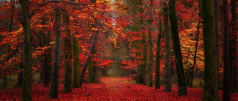 Nature Landscape Fall Red Yellow Leaves Path Trees