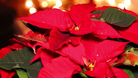 Red Poinsettia Or Christmas Flower Stock Footage Video 100 Royalty