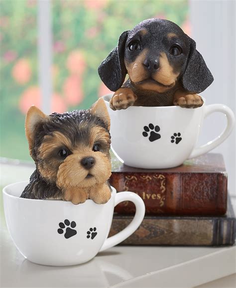 Some breeds have specific meanings: Puppies For Adoption | DREAM WORLD TEA CUP PUPPIES