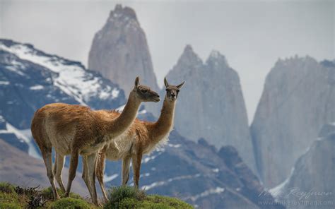 Gauchos Patagonia Chile Wildlife Of Torres Del Paine National Park