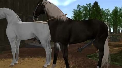 The White And Black Horse Mating