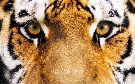 Tiger Wallpapers And Images For Mobile Phone Mobile Wallpapers Daily