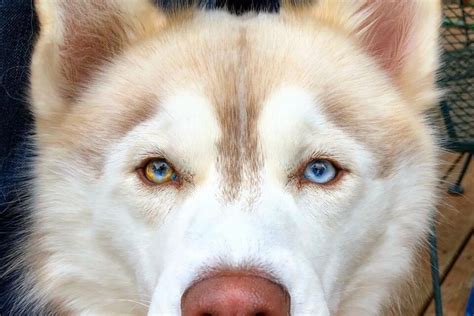 Husky Eye Colors All Eye Colors Explained With Pictures