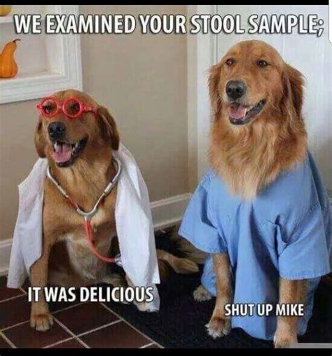 Pin By Layney Lethal On Funny Shizz Dog Doctor Dog Memes Veterinary