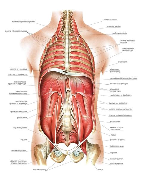 Muscles Of Trunk And Abdomen Photograph By Asklepios Medical Atlas