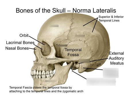 Skull Bones Diagram Quizlet