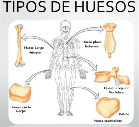 Los Tipos De Huesos En 2020 Anatomia Del Hueso Anatomia Humana