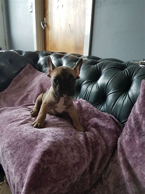 2 Stunning 10 Week Old French Bulldog Pups For Sale In County Antrim
