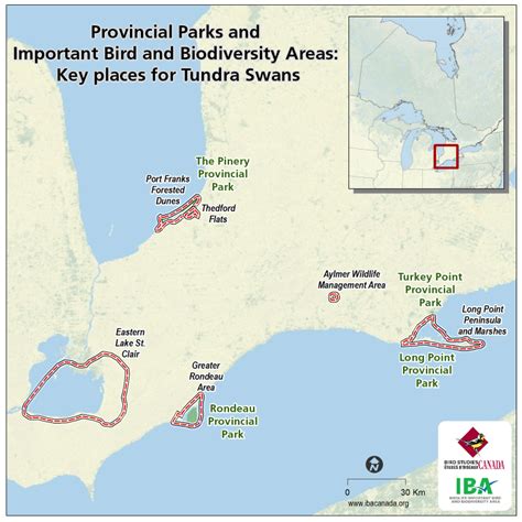 Ibas Of Ontario Parks Tundra Swans And Spring Songbirds Parks Blog