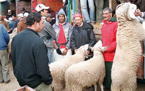 Places casablanca, morocco ‎حولي العيد mouton aid aladha‎. LE MOUTON ET L'INTERNET - Maroc Hebdo l'actualité du Maroc