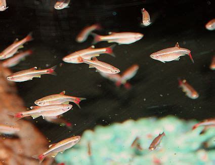 White cloud mountain minnows are a freshwater fish that we highly recommend. White Cloud Mountain Minnow