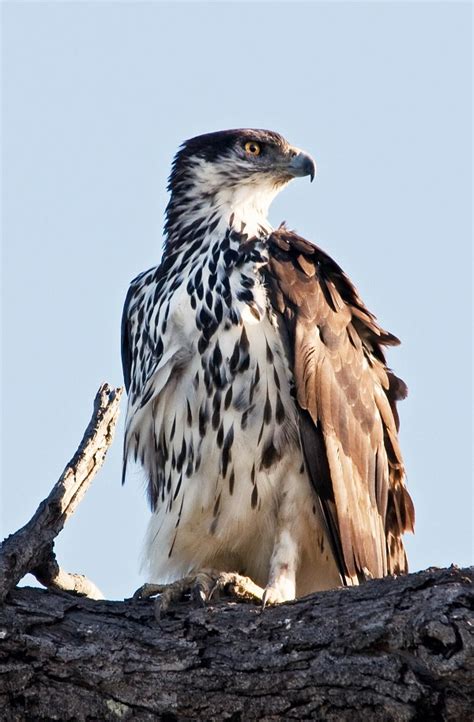 The African Hawk Eagle