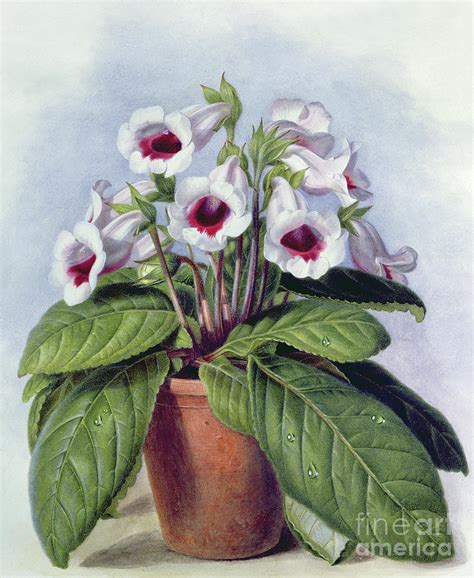 Gloxinia In A Pot Painting By Augusta Innes Withers Fine Art America