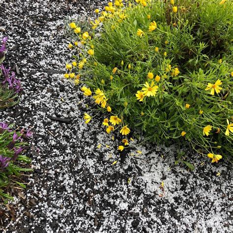 As you might already guess, this means that a rainy april will always be followed by a sunny month of may with all its brightly coloured flowers and perfumes. It hailed this weekend while the sun was shining! 🙀 If ...