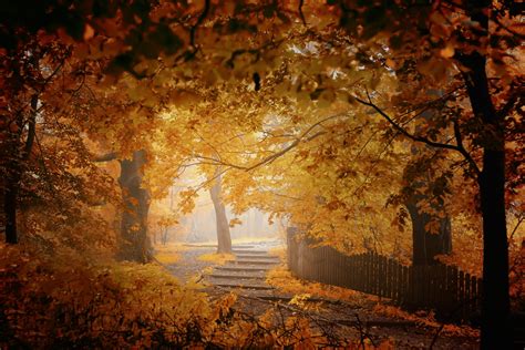 Path In Autumn Forest Hd Wallpaper Background Image 2500x1667 Id