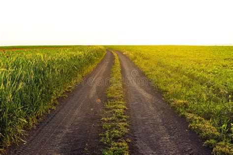 Country Road Among Farm Fields Stock Photo Image Of Nature Farmland
