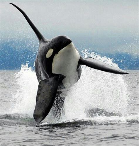 Cute Animals Ocean Creatures Orca Whales Orca